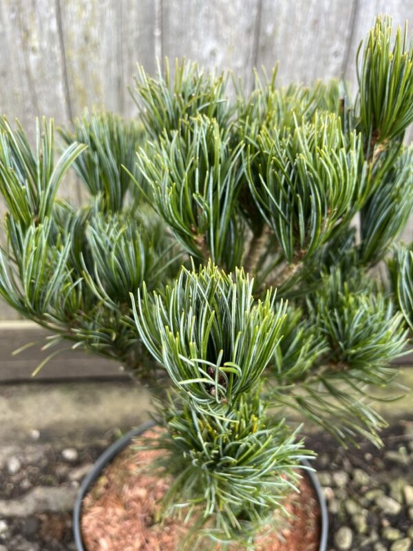 Pinus parviflora - Japanese White Pine 'Glauca'