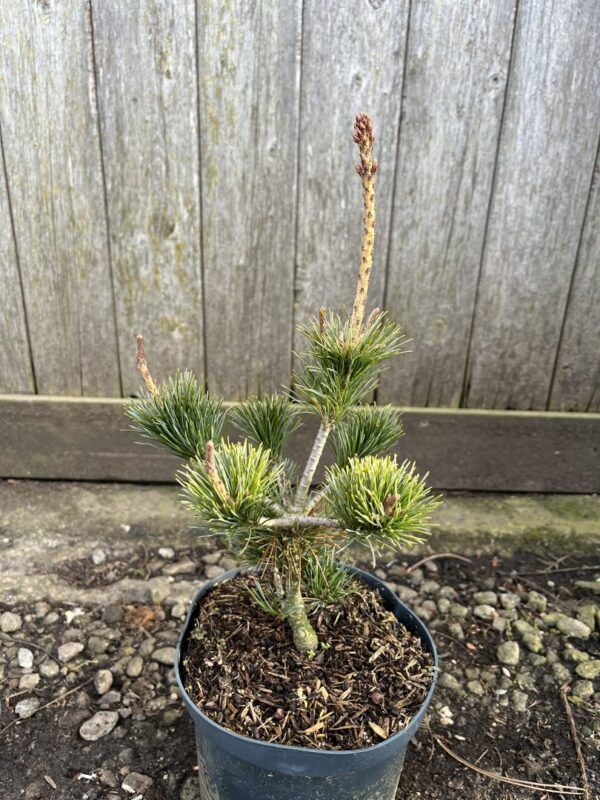 Pinus parviflora - Japanese White Pine 'Negishi' 20/40cm (2L)