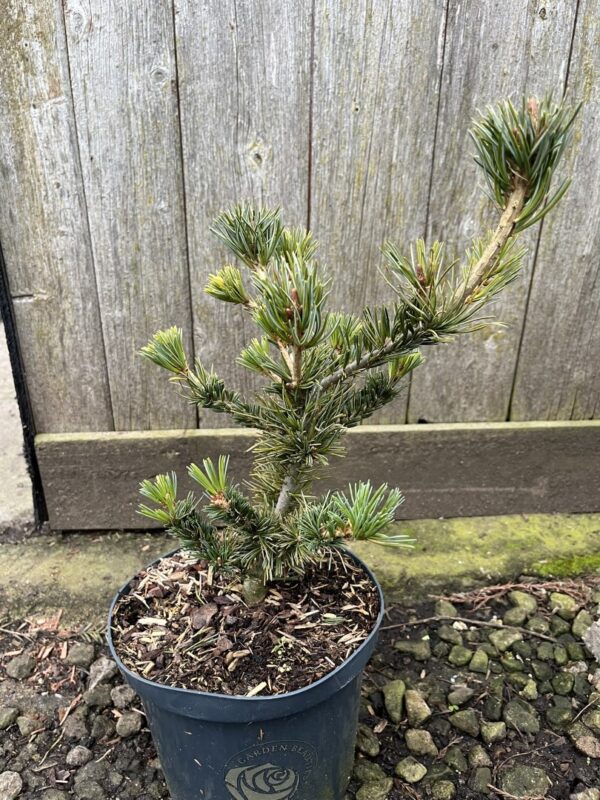 Pinus parviflora - Japanese White Pine 'Negishi' 2040cm (2L)