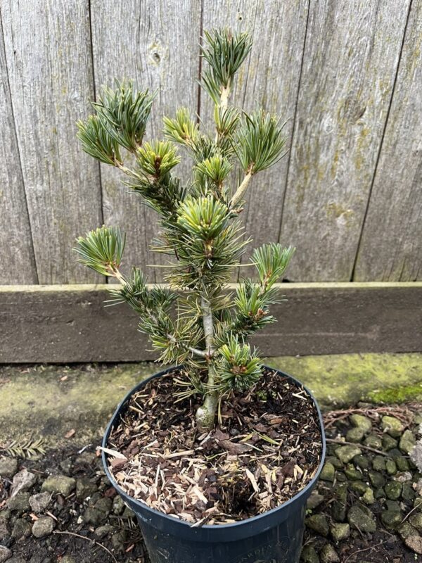 Pinus parviflora - Japanese White Pine Pinus parviflora - Japanese White Pine 'Tempelhof' 20/40cm (2L)'Negishi' 2040cm (2L)