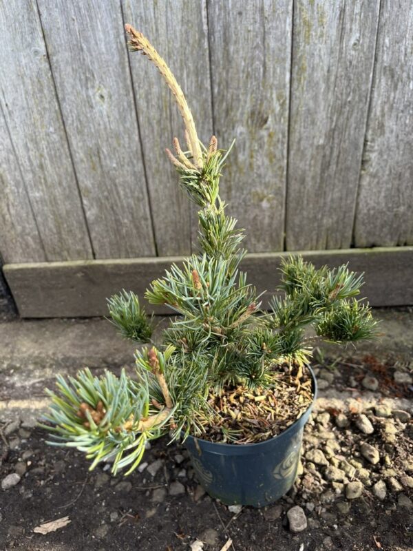 Pinus parviflora - Japanese White Pine 'Tempelhof' 20/40cm (2L)