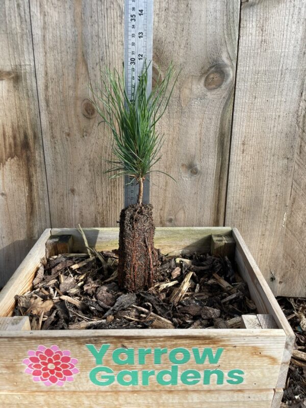 Macedonian pine 10/20cm (Cell) - Image 2