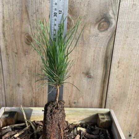 Pinus peuce Macedonian pine