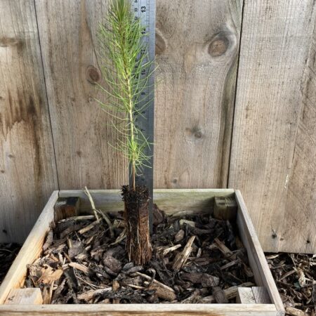 Pinus pinaster Maritime Pine