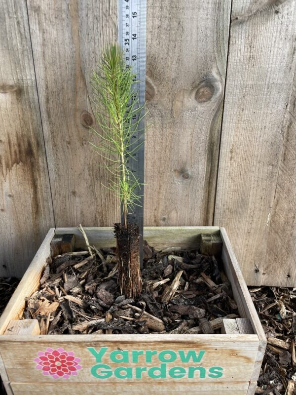 Maritime Pine 20/40cm (Cell)