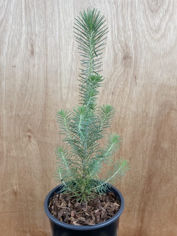 Stone Pine Sapling 40/60cm (2L) - Image 2