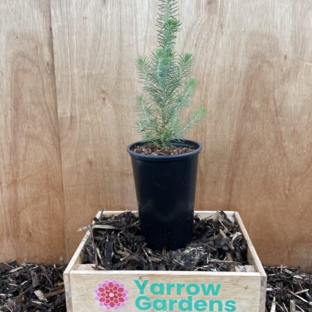 Stone Pine Sapling 40/60cm (2L)
