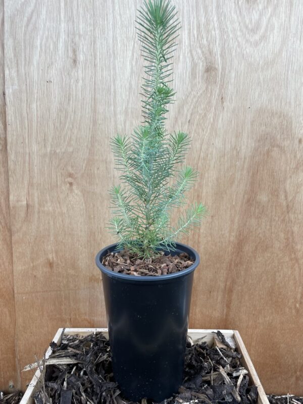 Stone Pine Sapling 40/60cm (2L) - Image 4