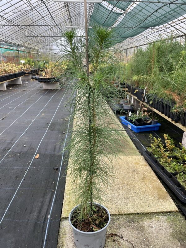 Monterey / Radiata Pine 40/60cm (2L) - Image 4