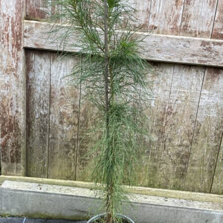 Monterey / Radiata PineĀ