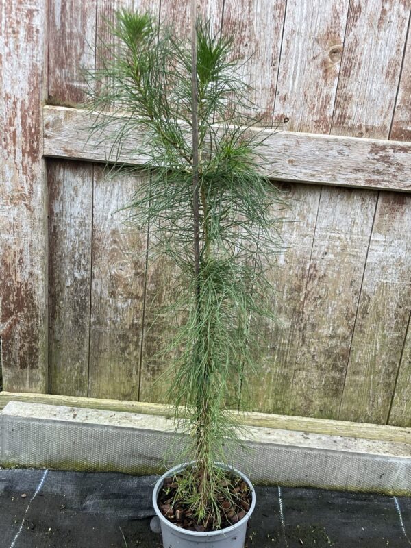 Monterey / Radiata Pine 60/80cm (2L)