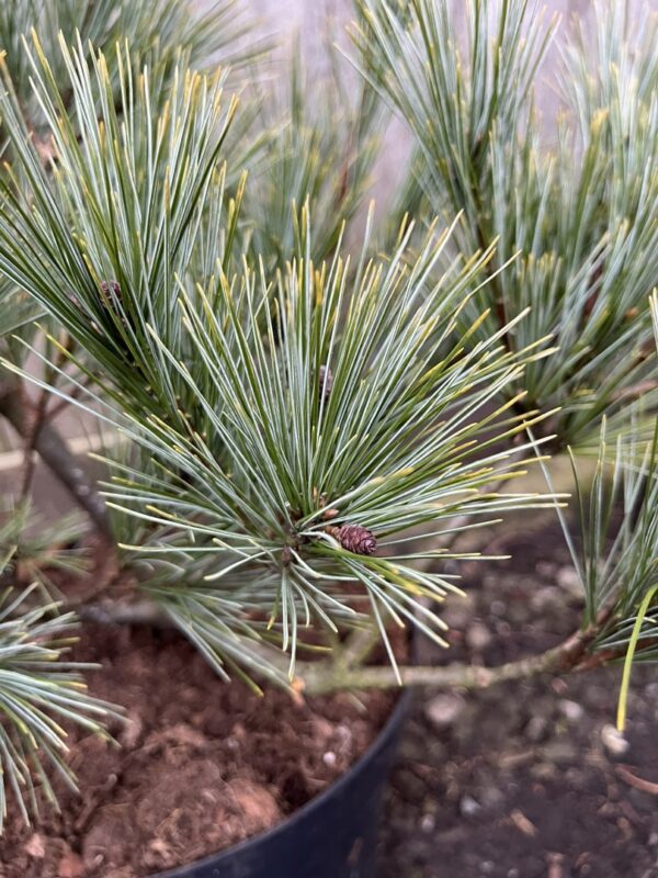 Weymouth Pine 'Blue Shag' 40/60cm (5L) - Image 2