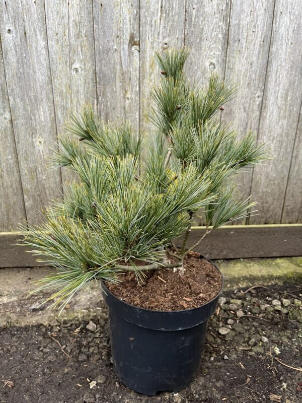 Pinus strobus - Weymouth Pine 'Blue Shag' 40/60cm (5L)