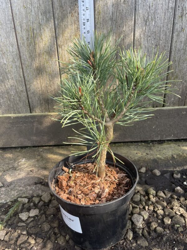 Scots pine 'Louisiana Lake' (2L) - Image 9