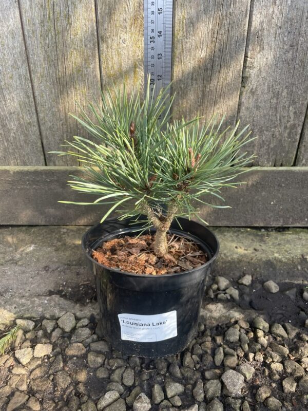Scots pine 'Louisiana Lake' (2L) - Image 8