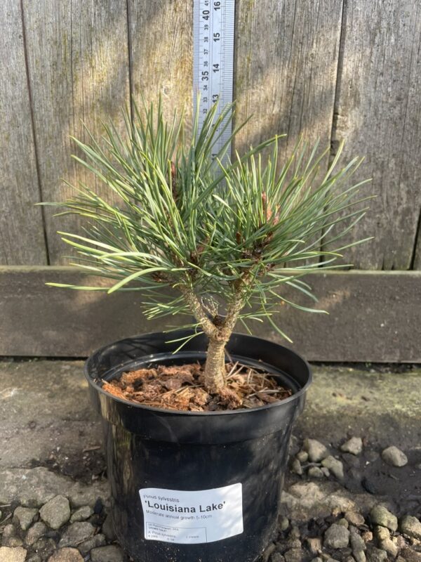 Scots pine 'Louisiana Lake' (2L) - Image 7