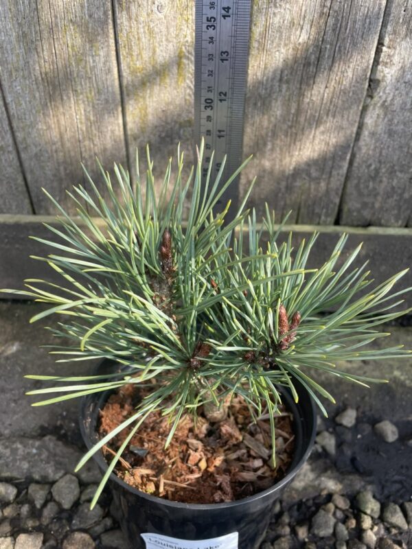 Scots pine 'Louisiana Lake' (2L) - Image 6
