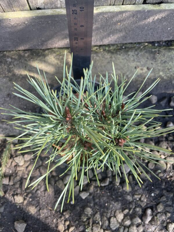 Scots pine 'Louisiana Lake' (2L) - Image 5