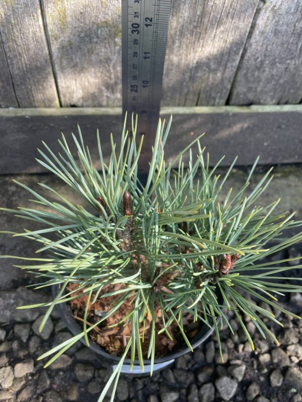 Scots pine 'Louisiana Lake' (2L) - Image 4