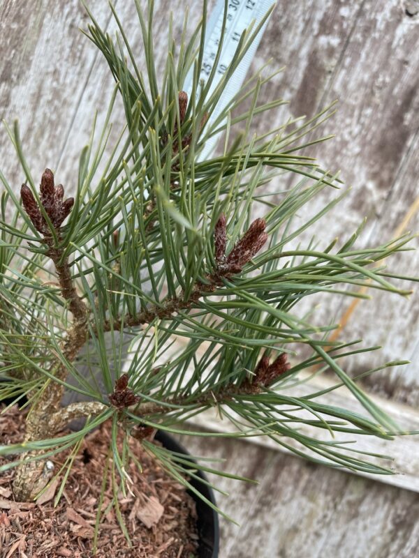Scots pine 'Louisiana Lake' (2L) - Image 10
