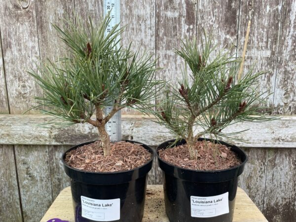 Scots pine 'Louisiana Lake' (2L) - Image 13