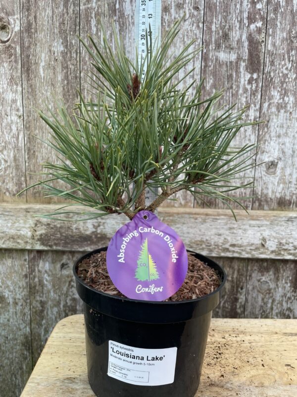 Scots pine 'Louisiana Lake' (2L) - Image 12