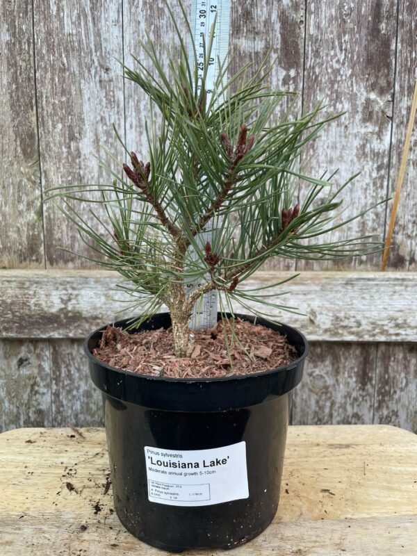 Scots pine 'Louisiana Lake' (2L) - Image 11