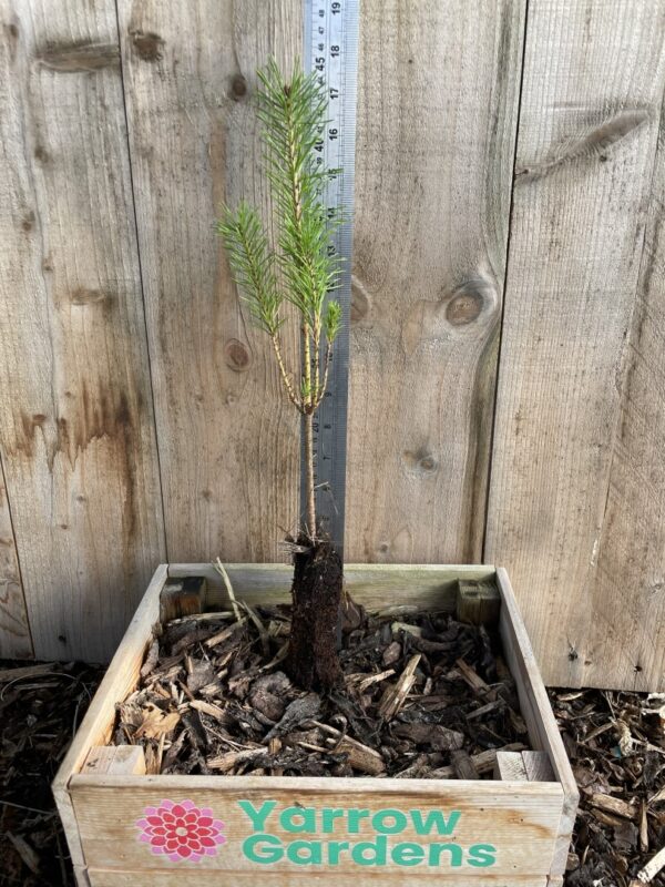 Scots Pine 20/40cm (Cell)