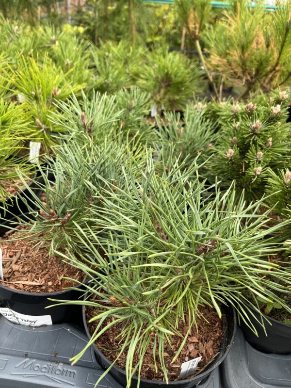 Pinus sylvestris - Scots Pine 'Doone Valley' 20/40cm (2L) - Image 2