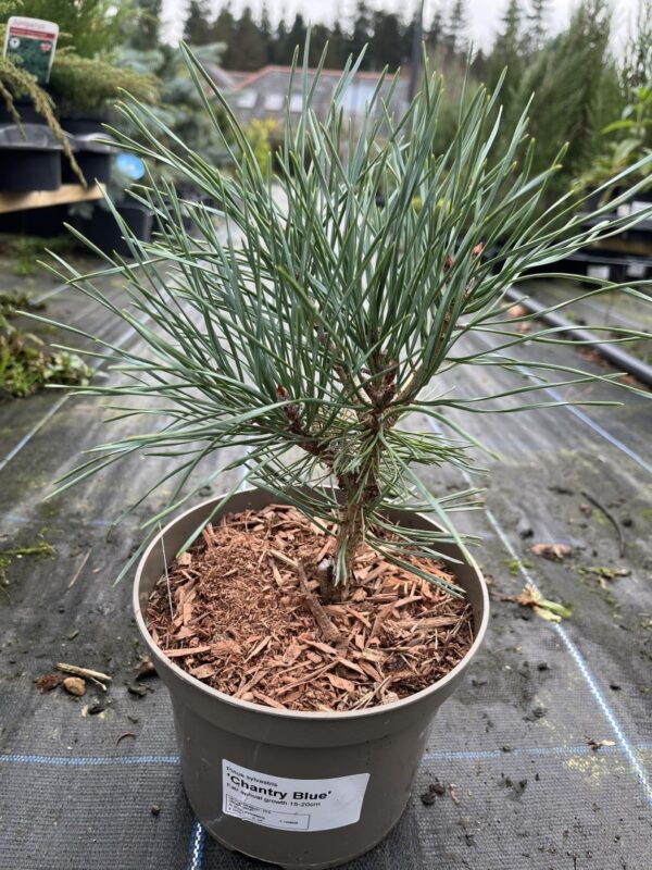 Scots pine 'Chantry Blue' (2L) - Image 2