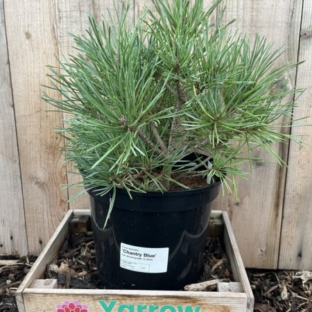 Pinus sylvestris Scots pine āChantry Blueā