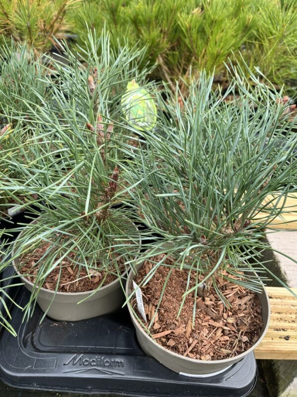 Scots pine 'Chantry Blue' (2L) - Image 3