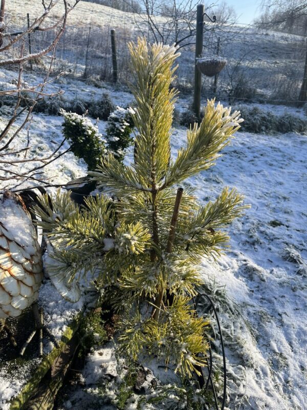 Pinus sylvestris - Scots pine 'Gold Coin'