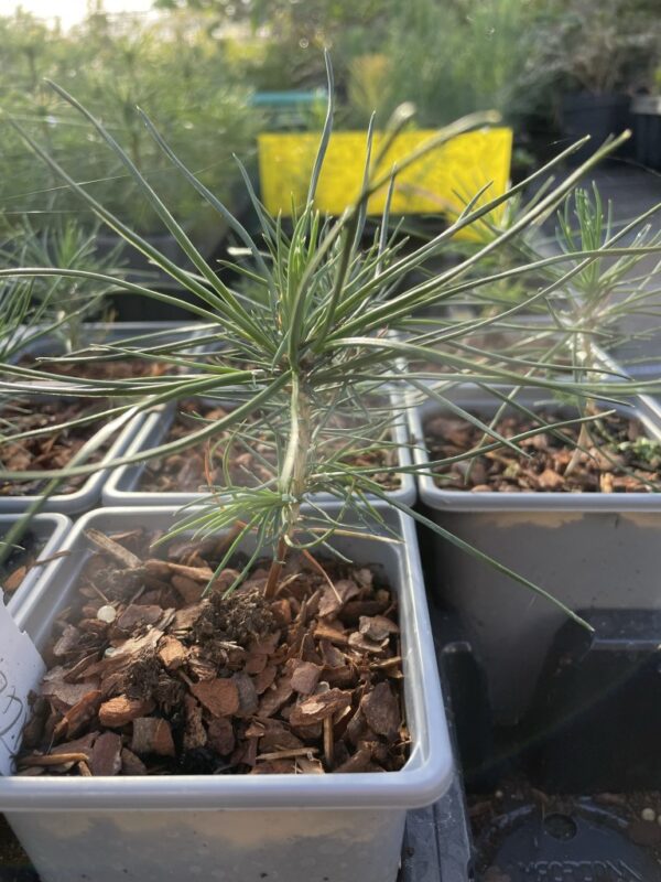 Japanese Black Pine Bonsai (P9) - Image 4