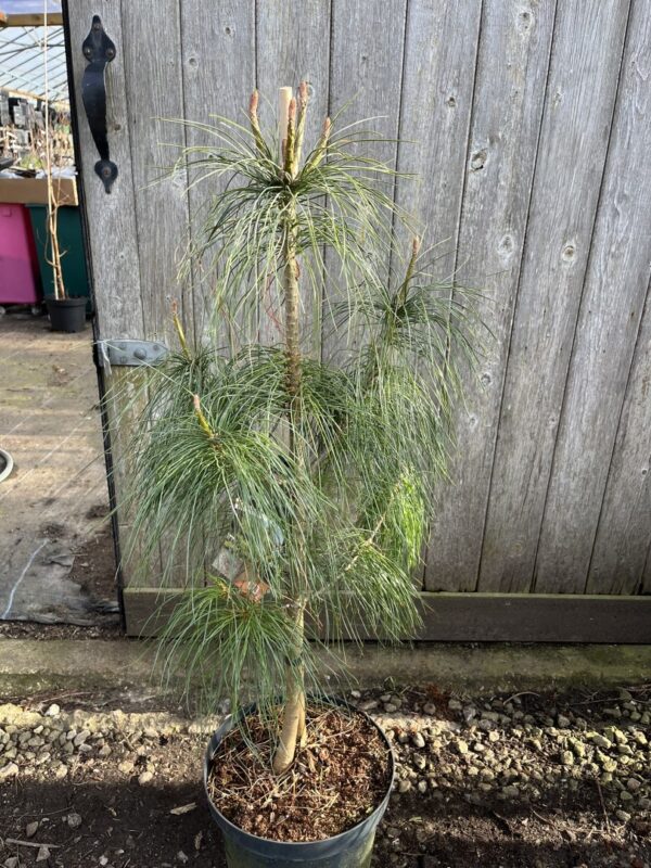 Pinus wallichiana - Bhutan Pine 80/100