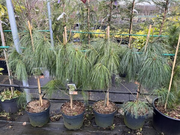 Pinus wallichiana - Bhutan Pine 80/100cm (7.5L)