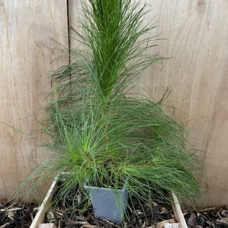 Pinus yunnanensis - Yunnan Pine Tree