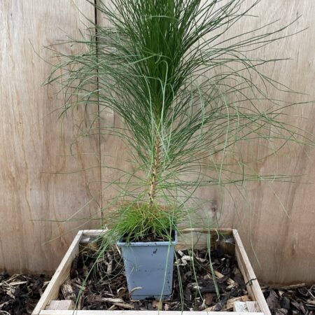 Pinus yunnanensis - Yunnan Pine Tree