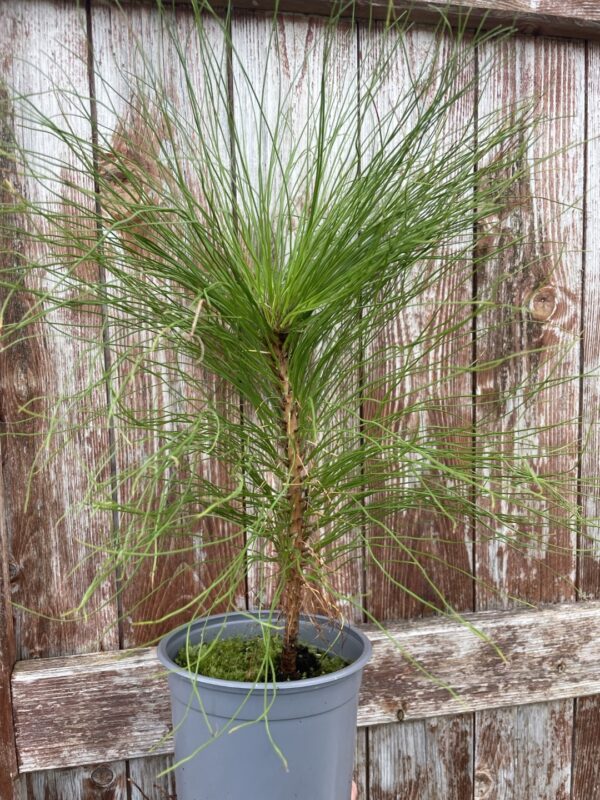 Pinus yunnanensis - Yunnan Pine Tree