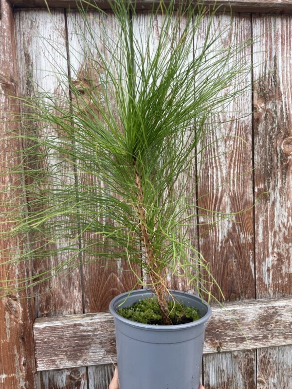 Pinus yunnanensis - Yunnan Pine Tree
