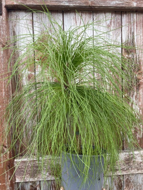 Pinus yunnanensis - Yunnan Pine Tree