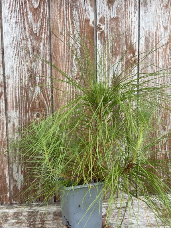 Pinus yunnanensis - Yunnan Pine Tree