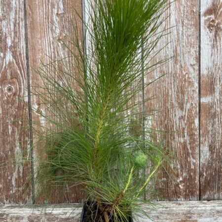 Pinus yunnanensis - Yunnan Pine Tree