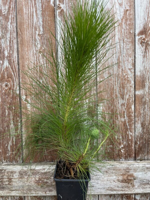 Pinus yunnanensis - Yunnan Pine Tree