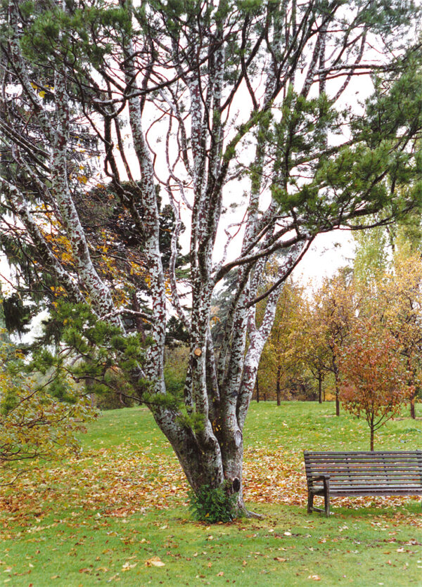 Lacebark Pine Bonsai (P9) - Image 7