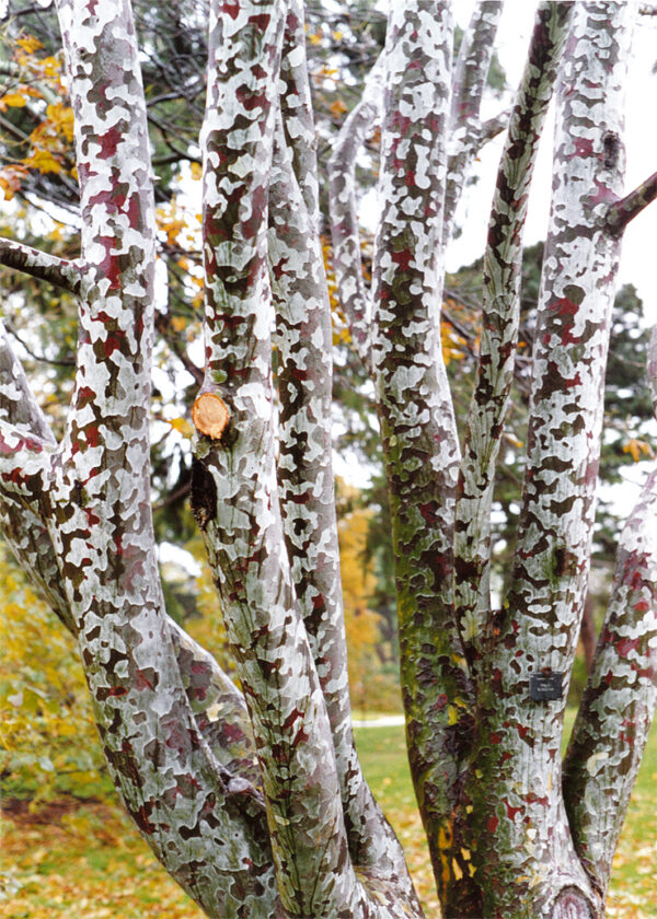 Lacebark Pine Bonsai (P9) - Image 8