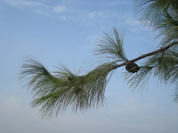 Chinese Red Pine Bonsai (P9) - Image 4