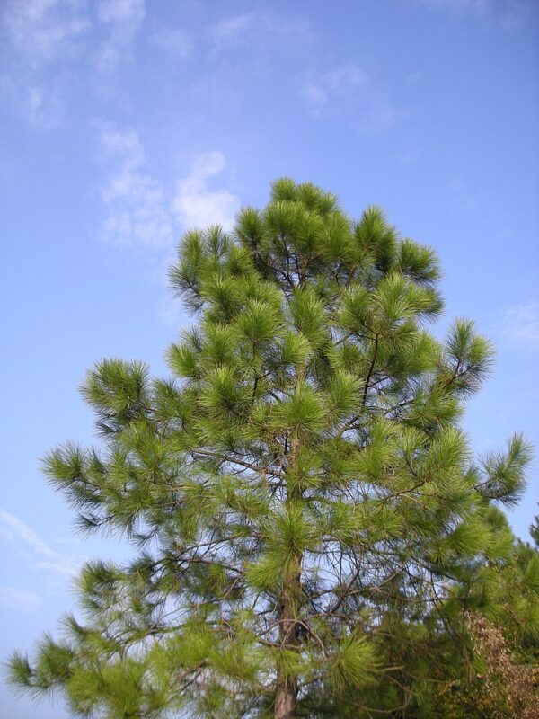 Chinese Red Pine Bonsai (P9) - Image 2