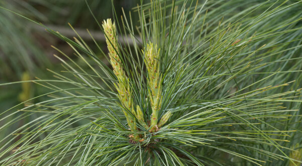 Bhutan Pine 40/60cm (5L) - Image 5