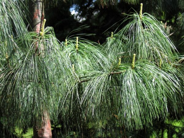 Bhutan Pine 40/60cm (5L) - Image 7